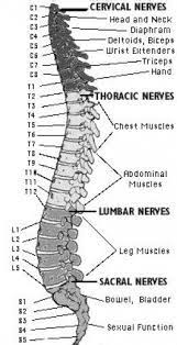 With backbone as a foundation, the web interface was rewritten from scratch so that all page content can be loaded dynamically with smooth transitions as you navigate. The Daily Struggles Of A Quadriplegic Part One Medical Anatomy Medical Knowledge Spinal Cord Injury