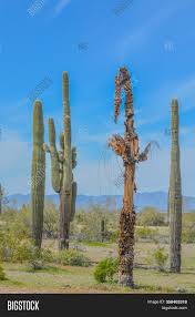 The saguaro or giant cactus is one of the characteristic plants of arizona and sonora. Dead Saguaro Cactus Image Photo Free Trial Bigstock