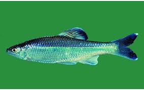 Image result for Cyphia richardsiae