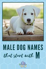 male dog names m dog names dog names male best dog names