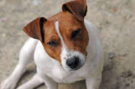 Vigile e attento, ardito, allegro ed estroverso, è un cacciatore instancabile. Jack Russell Terrier Carattere E Informazioni Sulla Razza Canina