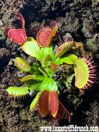 Venus flytrap keeping guide | the list of linkslink list (self.venusflytraps). Venus Flytrap The Texas Triffid Ranch