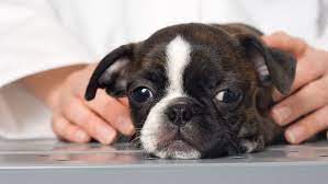 How To Treat Bloody Diarrhea In Dogs