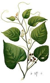 Image result for Cissus humbertii