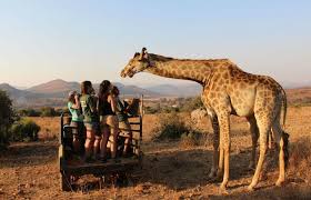 Here are 12 awesome animals you have to see on your south african vacation. Volunteer In Africa Affordable And Trusted Programs Goeco