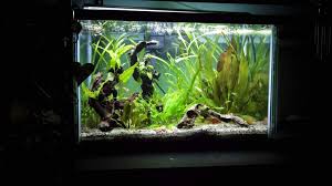 Despite the fact that bettas are often sold in tiny bowls, your betta fish needs a regular aquarium with the proper. My Veiltails 20 Gallon Community Tank Betta Keepers Amino