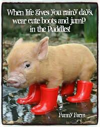Pin By Amity Mains On Facebook Favorites Funny Animals Cute Piglets Animals