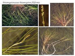 Image result for Potamogetonaceae