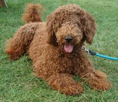 Puppies in standard, medium, miniature and petite sizes and in all colors. Puppies Irish Doodle Goldendoodle Puppies For Sale Eagle Valley Puppies