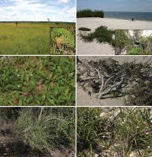 Image result for Kohautia cynanchica