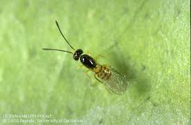 Image result for Pteronia acuminata