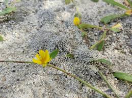 Image result for Launaea violacea