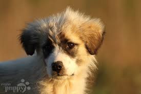 Ciobanescul mioritic are un temperament calm si prietenos, dar devine un aparator redutabil cand stapanul sau teritoriul sau sunt atacati. Romanian Mioritic Shepherd Breed Dog Breed Information