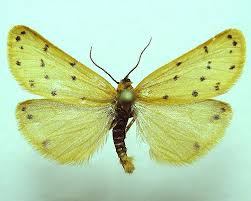 Image result for Setina roscida