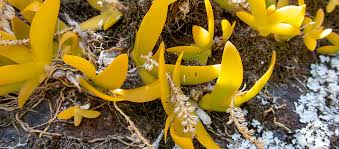 Image result for Oberonia