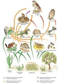 It is the process by which nutrients are transferred between the different species that make up a biological community. The Food Chain
