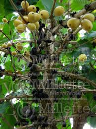 Image result for Coffea racemosa