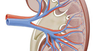Excess Protein In The Kidney Is Called Proteinuria This Is Tested In The Urine And Can Also Be Called Albuminuria Or Urine Albumin Urinal Protein High Protien