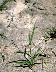Image result for Eragrostis hispida