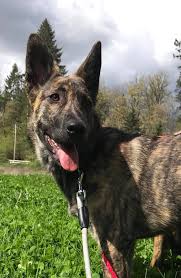 We recently adopted a german shepherd mix from a rescue. 6mos Dutchie Mix Puppy For Adoption Dutch Shepherd Forum