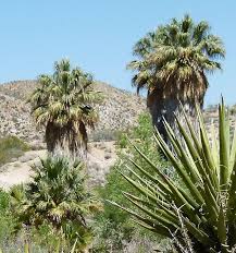 Image result for Wiesneria filifolia