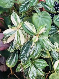 Image result for Pilea cadierei