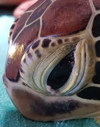 Maybe you would like to learn more about one of these? Nusa Penida Dive Resort Klungkung Bali Indonesia Bed And Breakfast Facebook