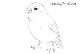 Sparrow Bird Drawing For Kids With Colour How To Draw A Sparrow Sparrow Drawing Drawings Bird Drawings