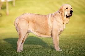 Here we are come up with a huge collection of spanish male. 250 Spanish Dog Names With Meanings For Male Female Dogs Pet Keen