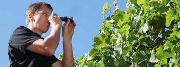 Einmal an der mosel und einmal in württemberg. Weinlese In Wurttemberg Etwas Geringere Ertrage Aber Hervorragende Qualitaten Bwgv