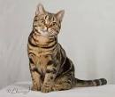 American Shorthair Cat Breed Profile | Petfinder