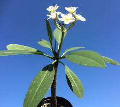 Maybe you would like to learn more about one of these? Buy White Frangipani Plumeria Frangipani Online In Dubai On Gardensouq Com Uae Free Deliveries Online Plant Shop In Uae Garden Center In Uae Dubai Nursery Indoor Plants Flowers