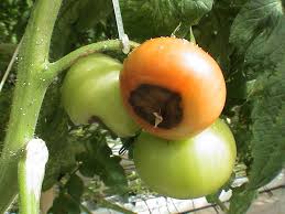 Their products to local fresh markets mostly grow cherry tomatoes, which are grown in even though implementing a pest management program based on numerical threshold levels is always superior. Pests And Diseases Don T Lose The Plot