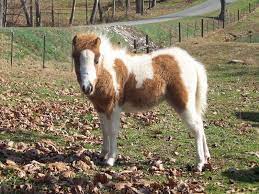 Home - Tnt Miniature Horses Horses Beautiful Horses Miniature Ponies