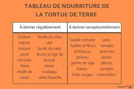 Aliments Interdits Aux Tortues Terrestres Conseils En 2020 Alimentation Tortue Alimentation Tortue