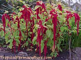 Maybe you would like to learn more about one of these? Growing Amaranth Plants Grain And Leaves As Food