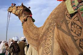 صور زخارف على الجمال الابل الوان الكويت Q8color