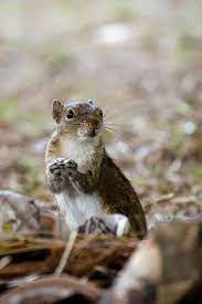 Pin On Squirrel