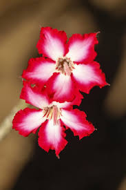 Image result for Adenium multiflorum