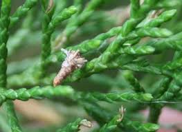 How to get rid of bagworms on arborvitae, cedar, pecan, pine trees. Practice Patience As Bagworms Begin To Appear On Kansas Trees