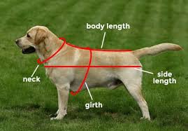 The diagram below will help you find the correct size for your dog or cat. How To Measure Your Dog Spectra Therapy Canine Laserwrap