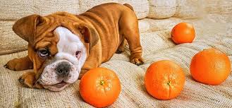 How are tangerines like oranges? Can Dogs Eat Oranges Can Dogs Easily Like To Eat An Orange Petsynse