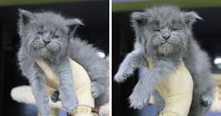 Help keep this page updated: This Whole Litter Of 5 Maine Coon Kittens Was Born With Cute But Grumpy Faces Bored Panda