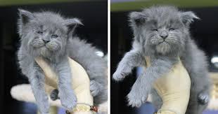 The maine coon cat is the oldest natural cat breed in north america. This Whole Litter Of 5 Maine Coon Kittens Was Born With Cute But Grumpy Faces Bored Panda