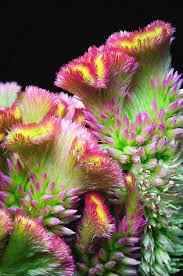 Pin On Nature S Eye Candy