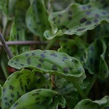 Image result for Androstachys