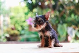 A pet quality pup will cost you $300 $800 and up. Teacup Yorkie What To Know Before Buying All Things Dogs All Things Dogs