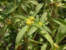 Image result for Flaveria trinervia