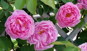 Falstaff david austin english shrub rose seeds 10 per pack usa grown and shipped. The Life Times Of David C H Austin By Dr Tommy Cairns Gaga S Garden