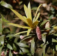 Image result for Streptocarpus milanjianus